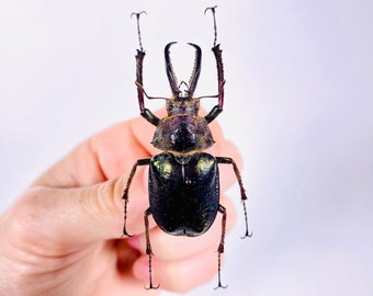Sphaenognathus monguilloni real stag beetle butterfly unmounted  for artwork taxidermy art project insect collection