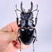 see more listings in the Unmounted beetles section