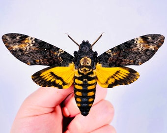 Acherontia atropos real dry Death’s head hawkmoth butterfly insect unmounted for artwork taxidermy art project insect collection