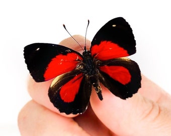 Butterfly for artwork - Callicore (Paulogramma) persistera - Unmounted tropical specimen - Insect collection 40mm