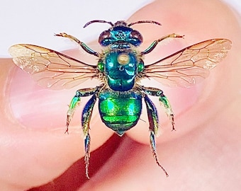 Euglossa sp green metalic orchid bee real bee unmounted for artwork taxidermy art project insect collection