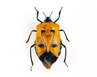 The real Elvis Presley bug Catacanthus incarnatus, Unmounted insect red or orange or yellow specimens for taxidermy artwork 30mm