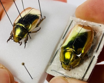 Chrysina resplendens de coléoptère d’or pour la collection d’insecte de bijoux d’illustration de taxidermy