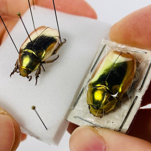 Chrysina resplendens de coléoptère d’or pour la collection d’insecte de bijoux d’illustration de taxidermy