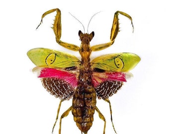 Orchid praying mantis for art project Creobroter Gemmatus, Unmounted insect for taxidermy artwork Female 40mm