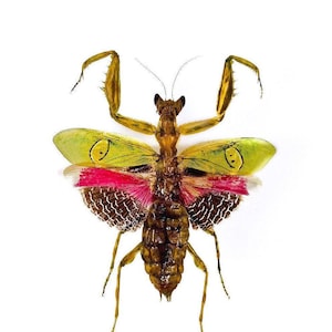 【昆虫標本】Acherontia atropos 10exs. （未展翅） 昆虫標本】Acherontia atropos 10exs. （未展翅） 昆虫用品