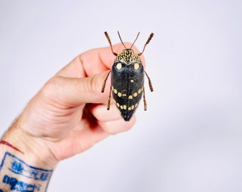 Sternocera castanea boucardii 本物のタマムシ昆虫（剥製、アート作品