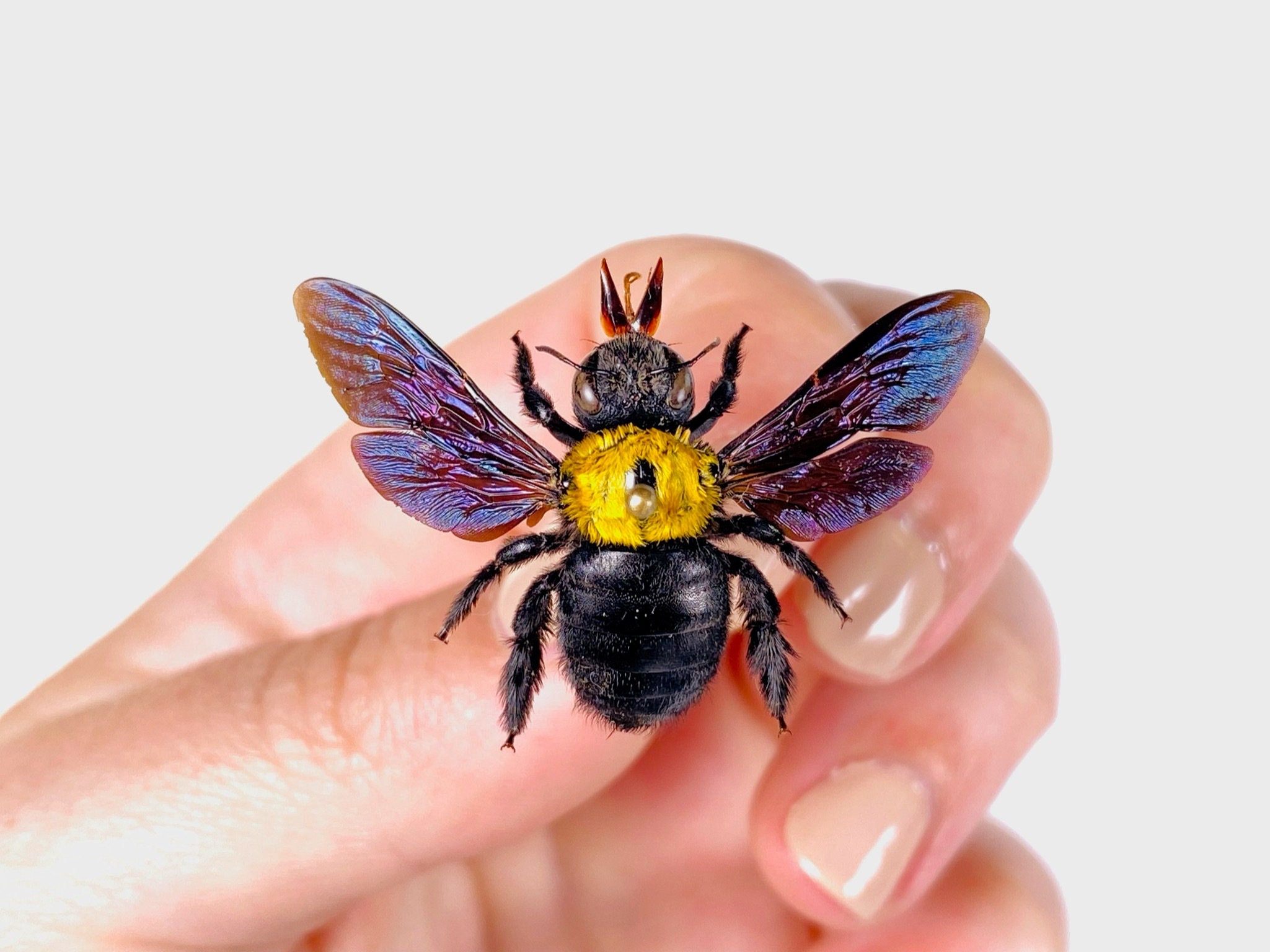 Xylocopa Confusa Yellow Bumble Bee With Purple Metallic