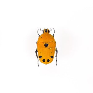 Yellow flower beetle from Madagascar for art project Euchroea auripigmenta, Unmounted insect