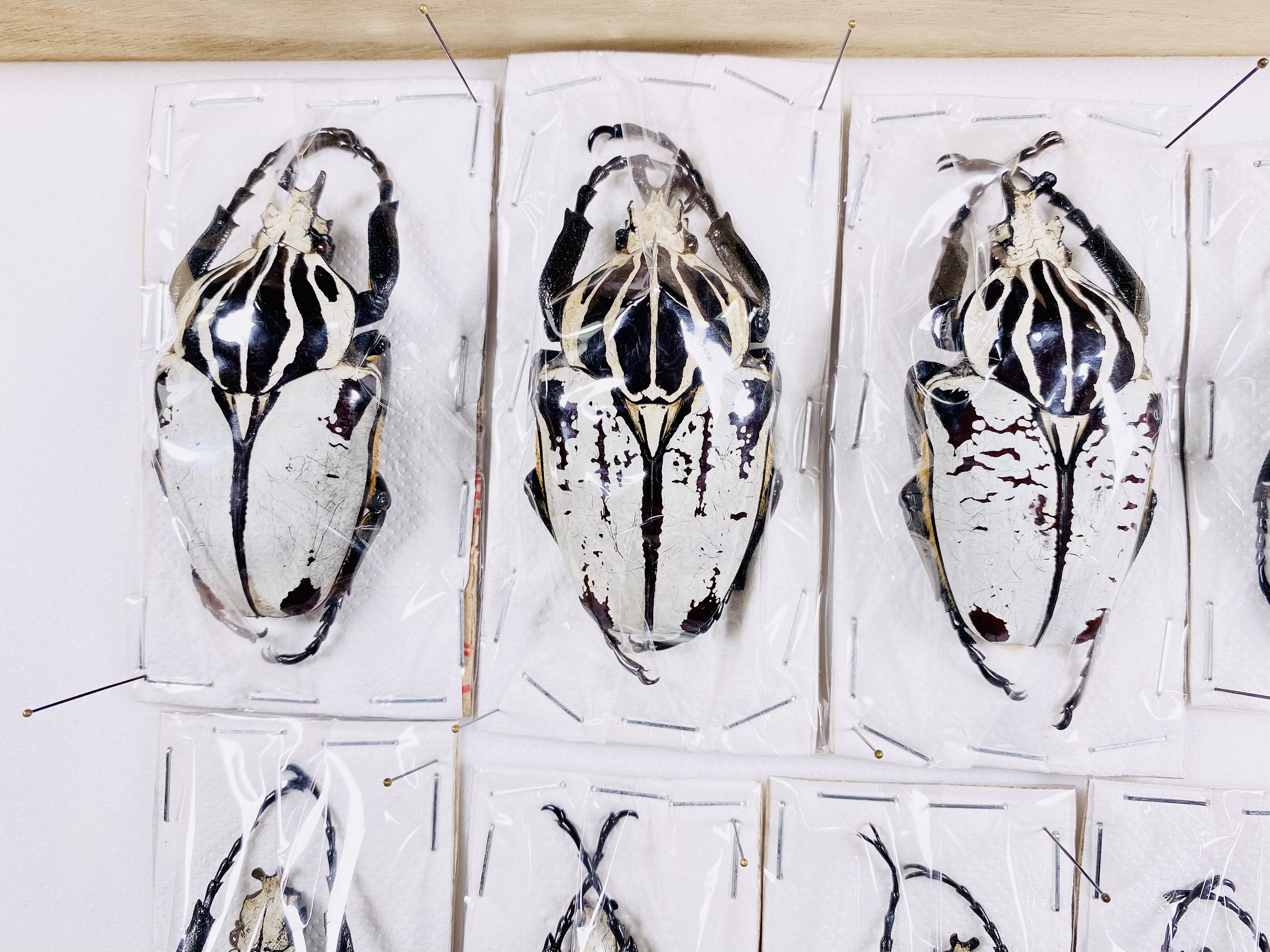 Goliathus Goliatus Rare White Specimens by the Unit # 11 to #18