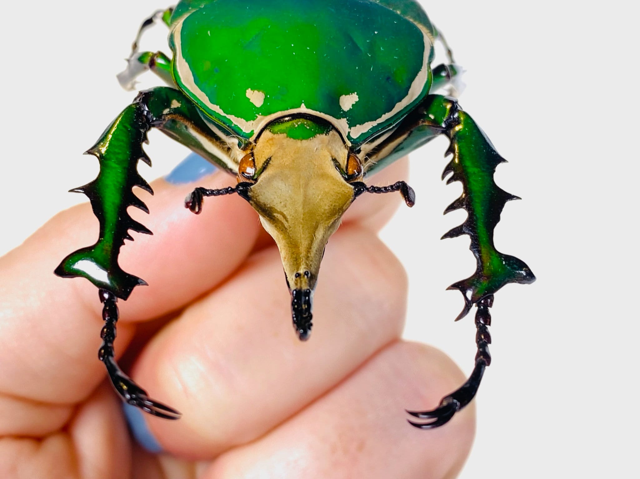 Mecynorrhina Torquata Immaculicollis Uganda (UG) - Wild Caught