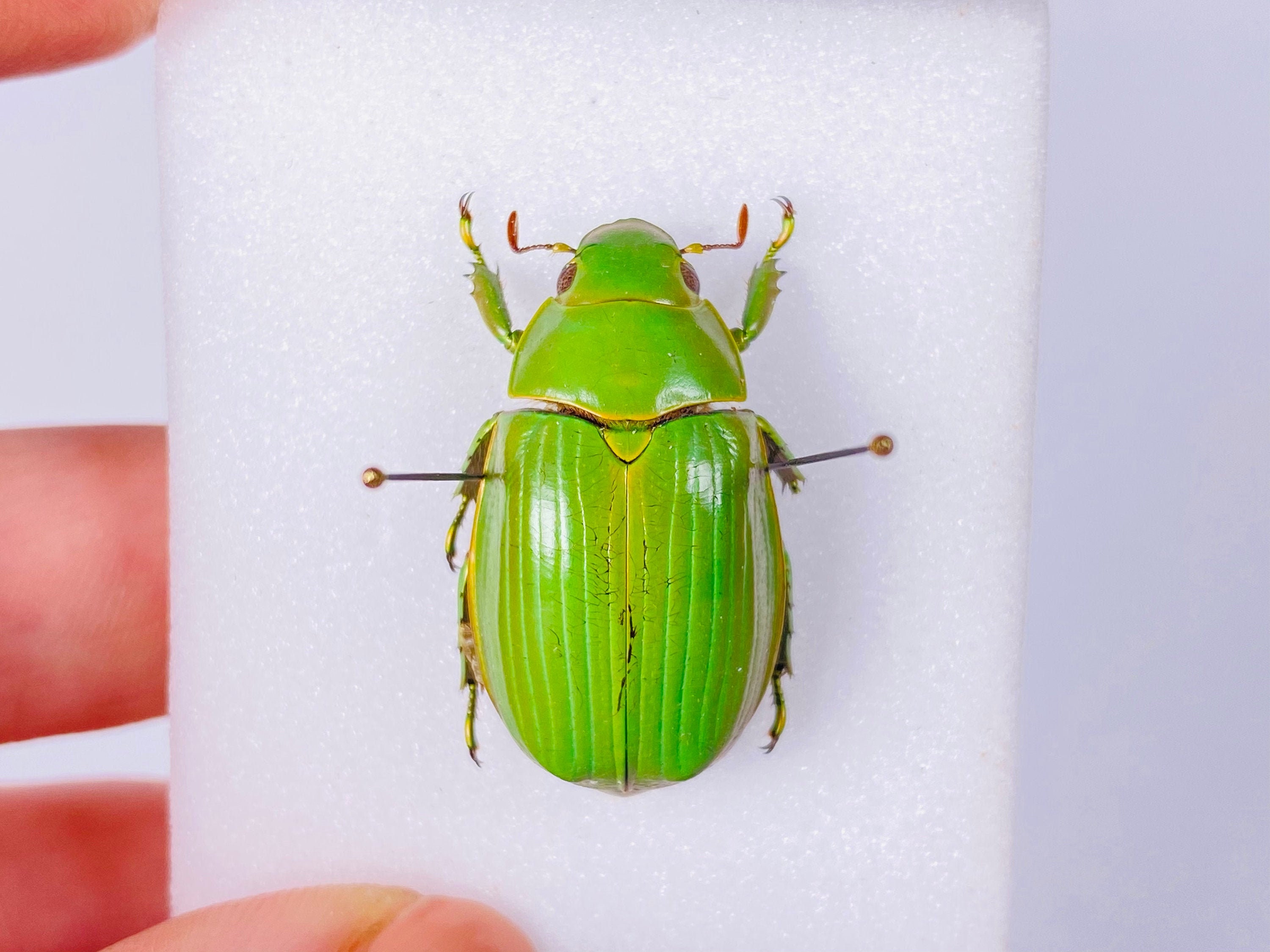 Hello, I bought an old beetle collection from a former