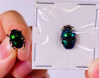 Proagoderus rangifer オス、タンザニア連合共和国 - TZ、昆虫アート