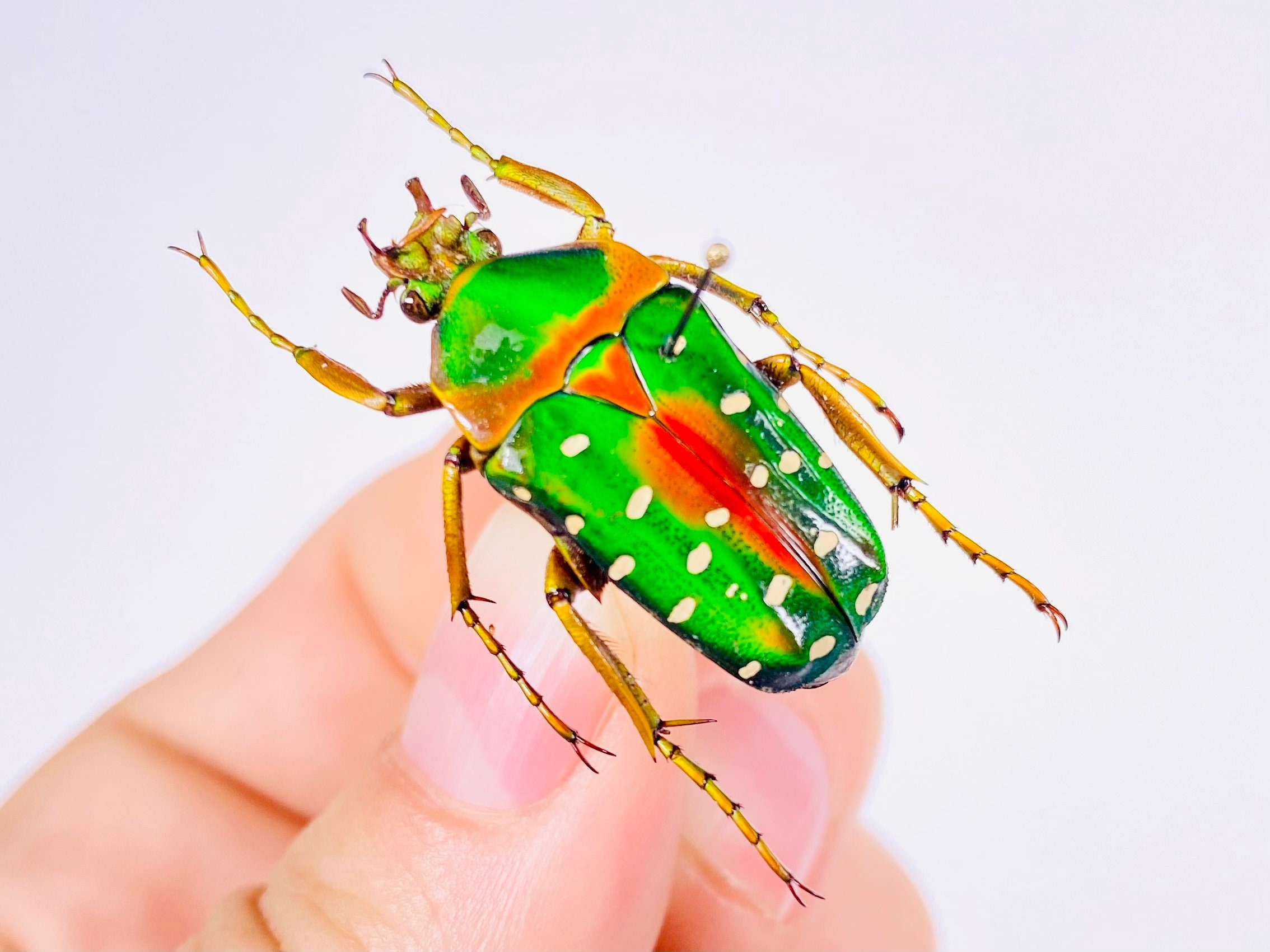 DeliciousTaylormade BeeAroundLil’BEEtle Stephanorrhina Guttata Togo (TG) - Wild Caught - Male Real Flower