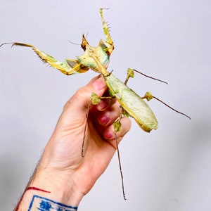 Mante géante à la fleur du diable pour lœuvre dart Idolomantis diabolica image 6