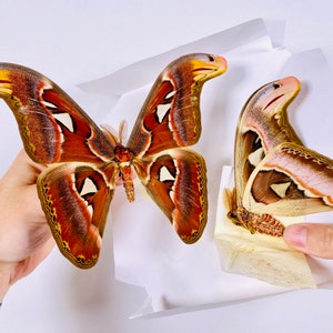 Attacus atlas mâle cobra moth pour les œuvres dart dinsectes, la collection de papillons ou le projet de taxidermie. image 6