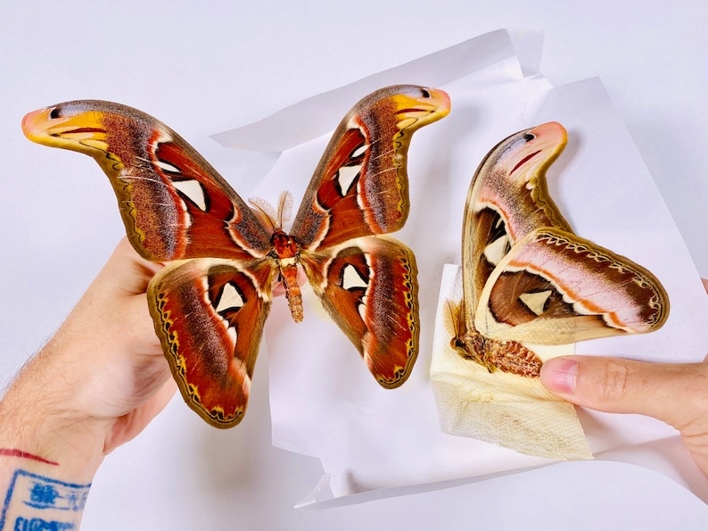 Attacus atlas mâle cobra moth pour les œuvres dart dinsectes, la collection de papillons ou le projet de taxidermie. image 6