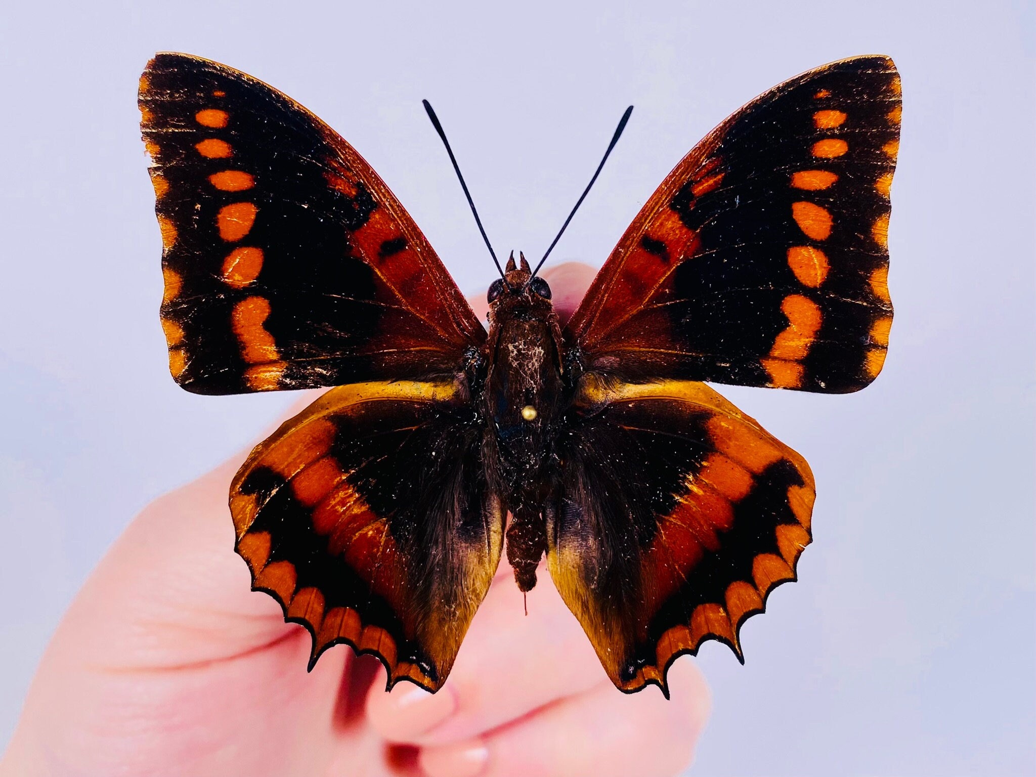 最終価格‼️Butterflies of Afrotropical アフリカ蝶 最終価格‼️Butterflies of Afrotropical アフリカ蝶