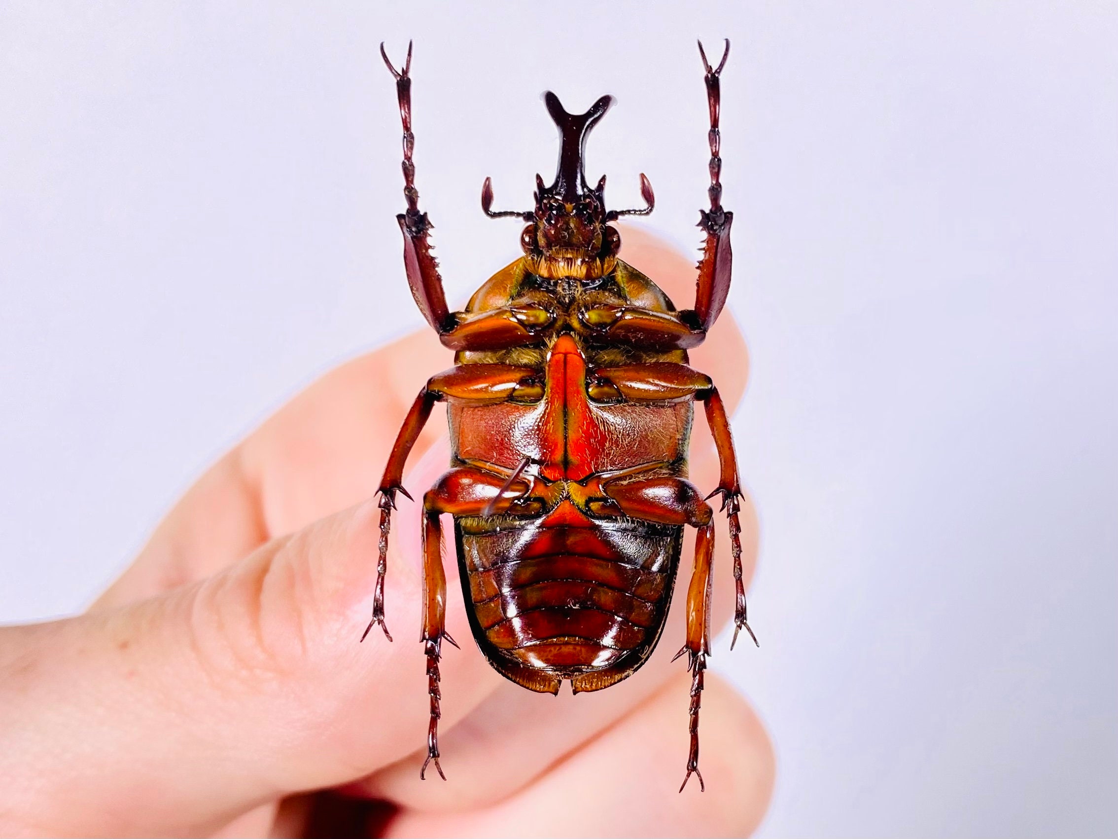 標本用品 Tanzania Eudicela e.euthalia 40mm Eudicella Trilineata Interruptefasciata Tanzania (TZ) - Wild