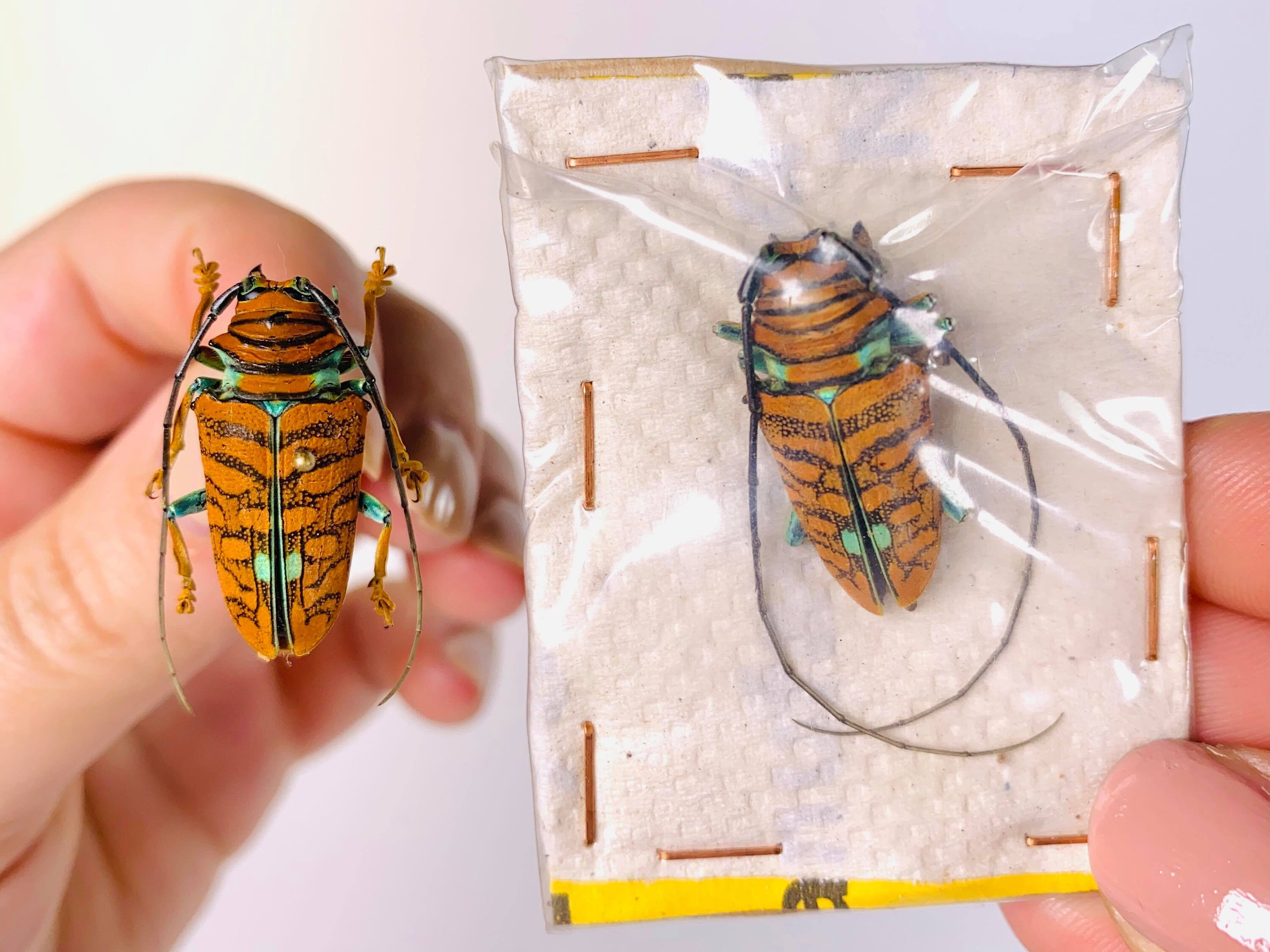 Orange Long Horned African Beetle Sternotomis Chrysopras Uganda