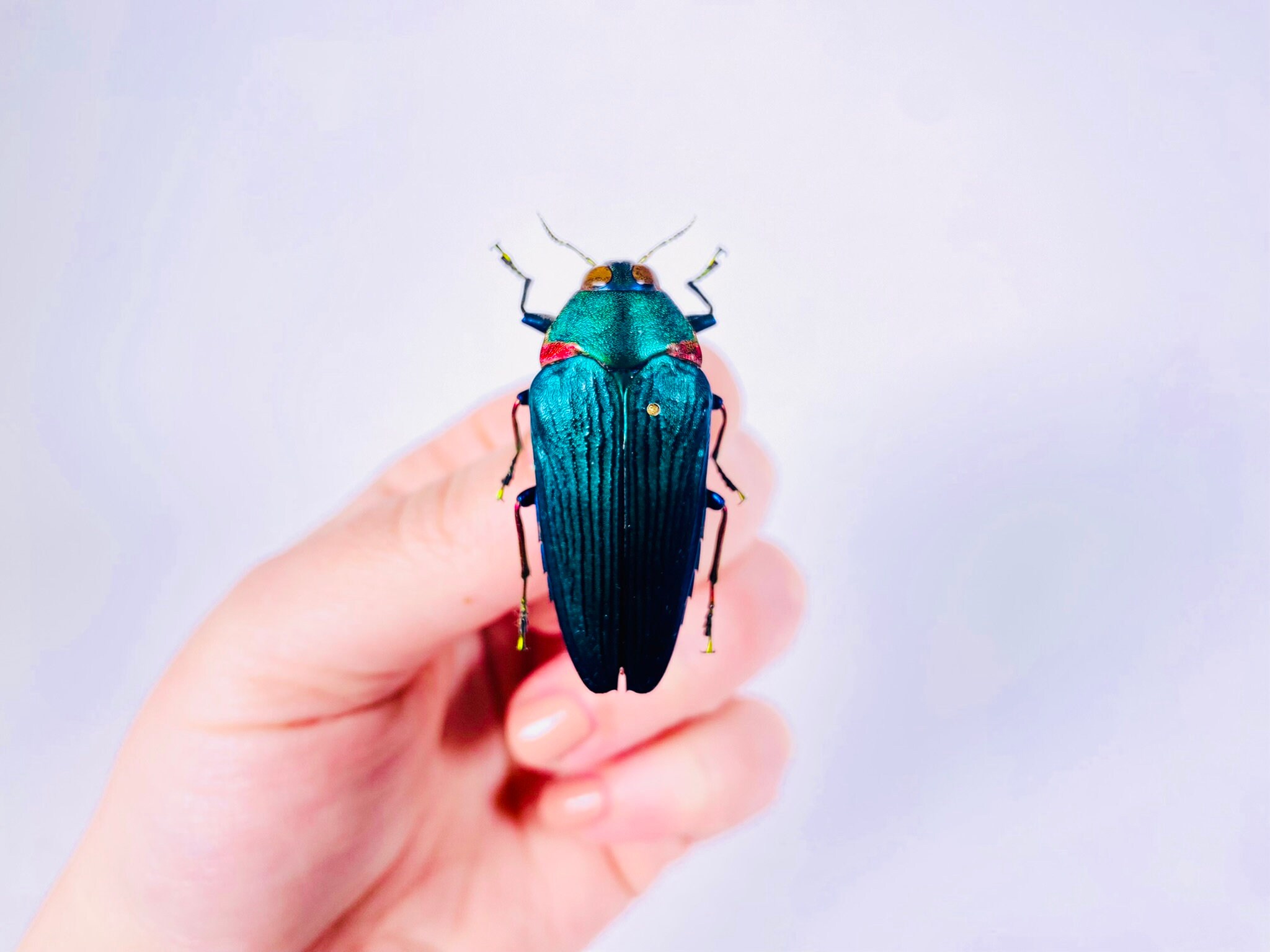 Colobogaster Resplendens Jewel Beetle for Insect Artwork, Beetles