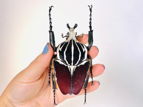 Giant Flower Beetle Goliathus Goliathus Unmonted for Artwork - Etsy