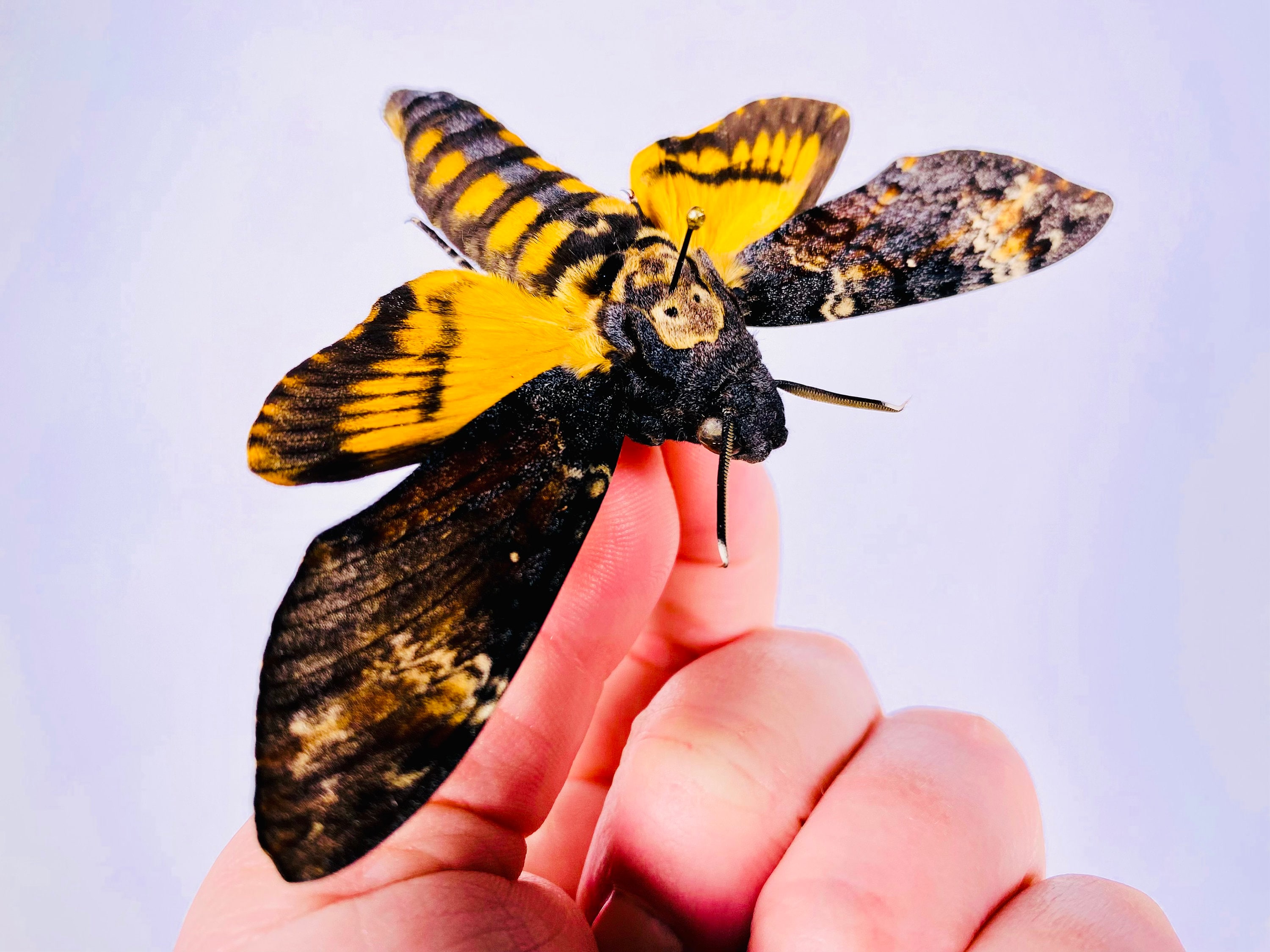 【昆虫標本】Acherontia atropos 10exs. （未展翅） 140 Acherontia Atropos Stock Photos, High-Res Pictures, and