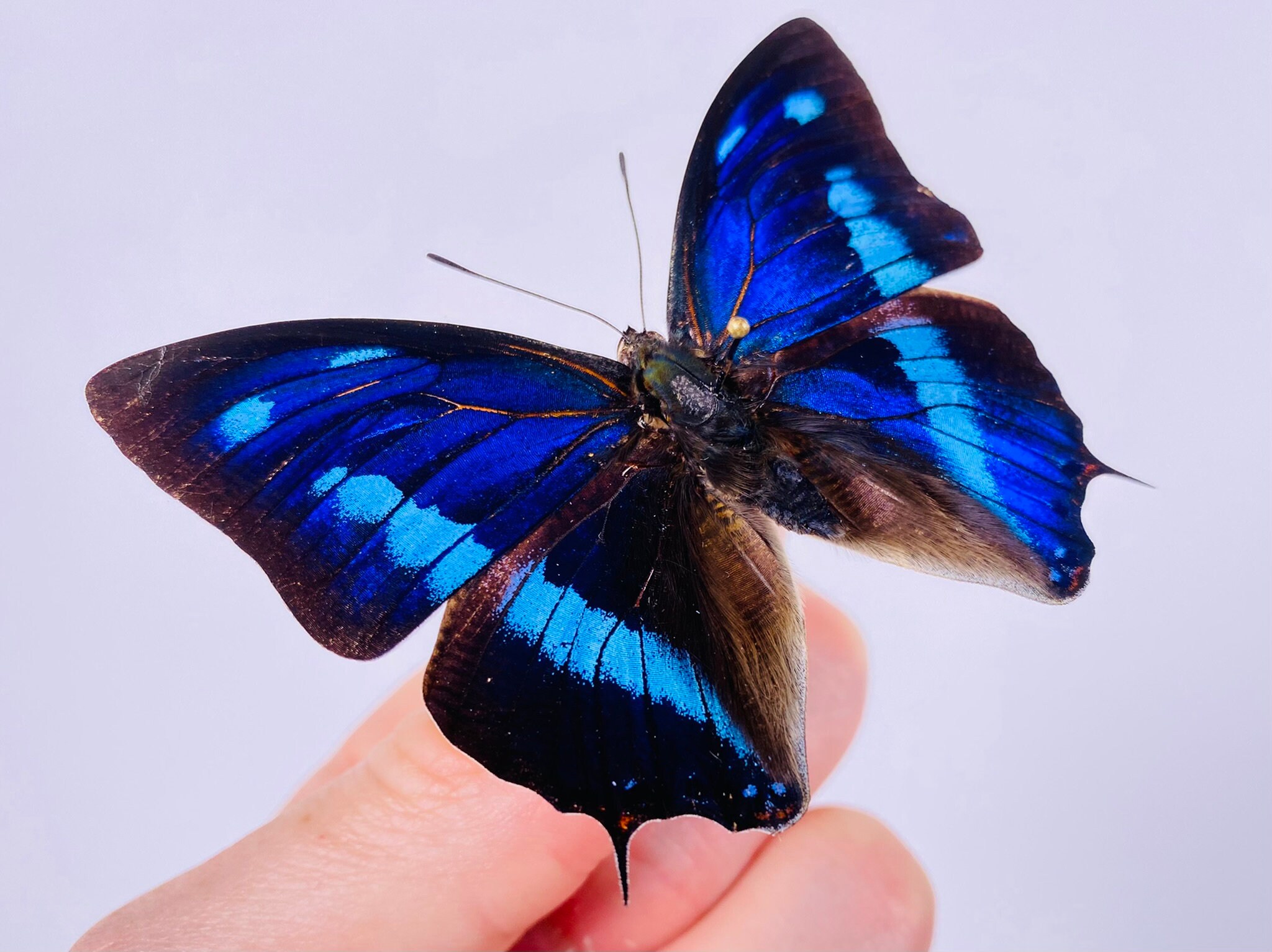 Mariposas Azules Reales En Estado Salvaje