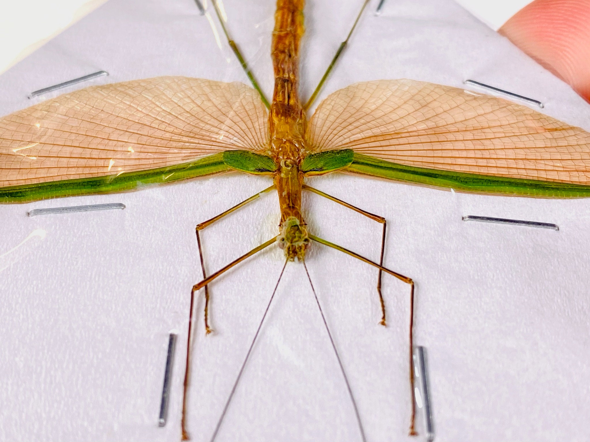 可愛らしいピンク色の羽を持つナナフシの一種、Phasm Necroscia sp 