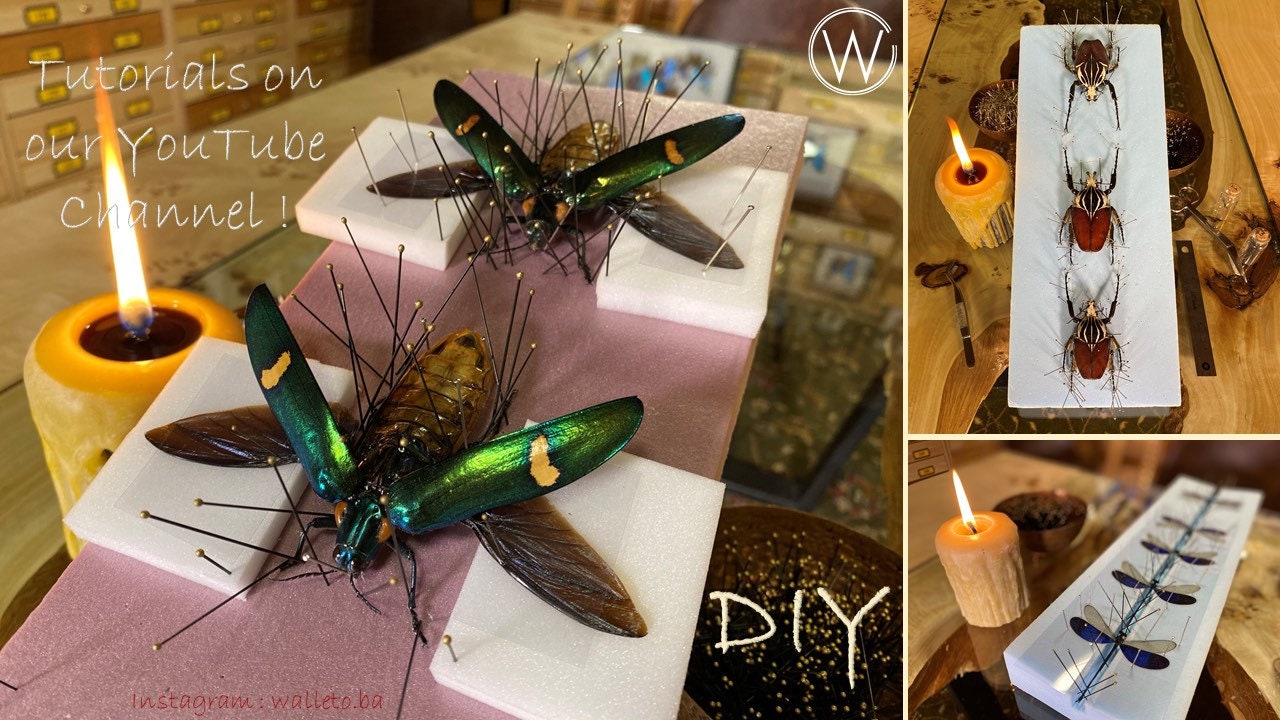 緑とルビーレッドのメタリックな宝石甲虫 Chrysochroa rajah