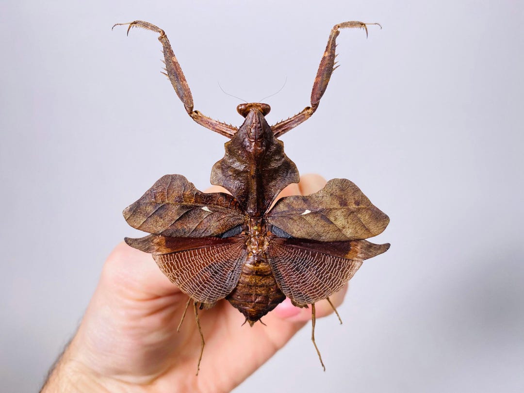 洋書　MANTODEA カマキリ ステンドグラス ザ・カマキリ 立体・オブジェ マドニ・ステンド