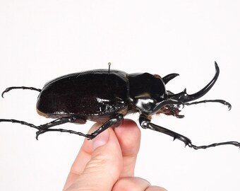 Cheirotonus Jansoni Vietnam (VN) - Wild Caught - Long-armed Scarab