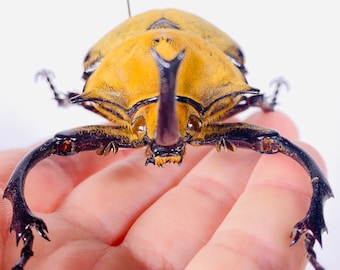 Megasoma Elephas Giant Rhinoceros Beetle Mexico - MX, Beetle