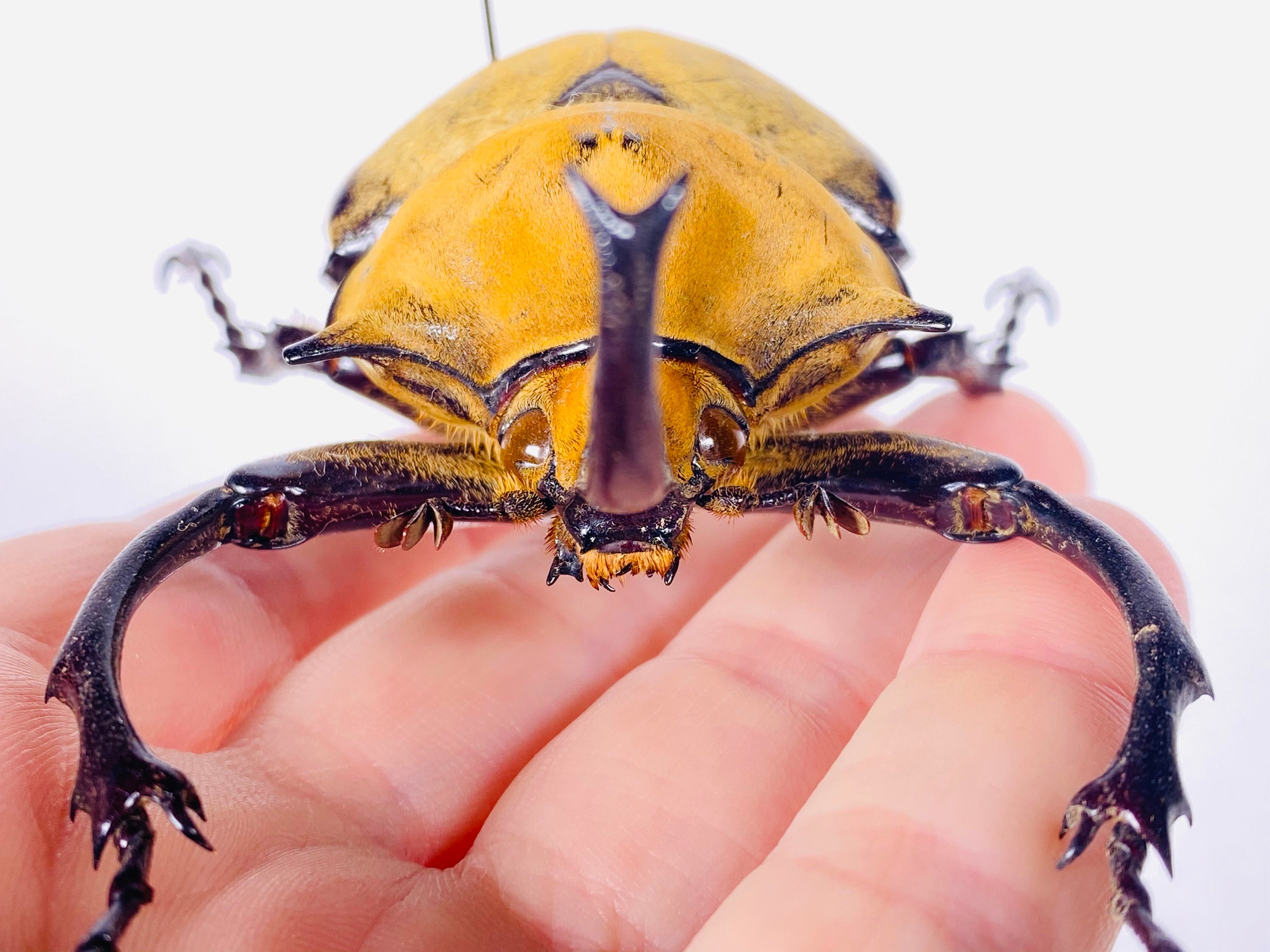 標本 Mexico Megasoma e occidentalis 97mm Mexico Megasoma e occidentalis 97mm Megasoma elephas