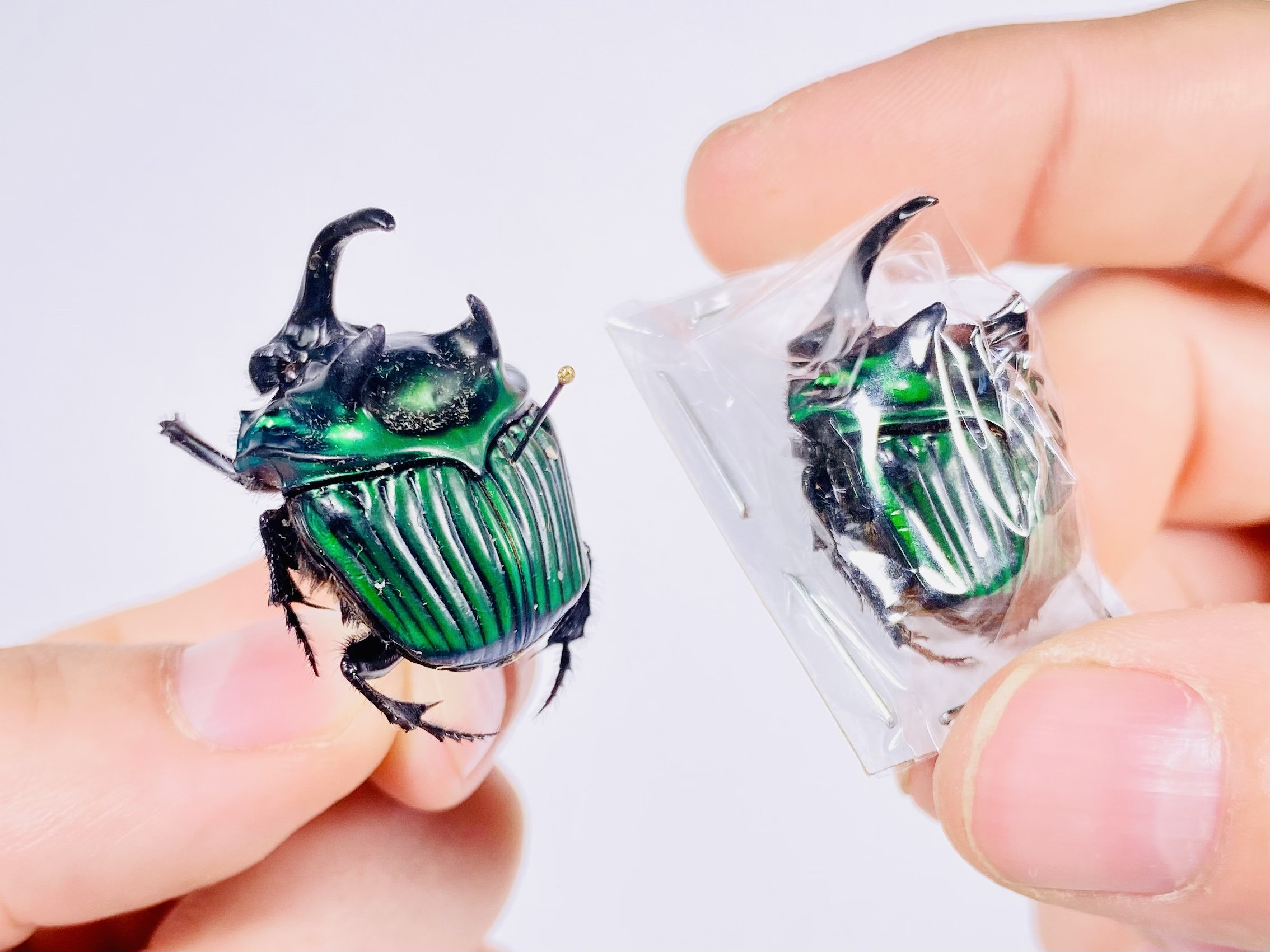 フンコロガシ　標本 昆虫食 樹脂標本 Dung Beetle（糞虫） | 昆虫食(標本)の通販