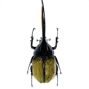 Real giant rhino beetle Dynastes hercules for taxidermy artwork insect collection image 2