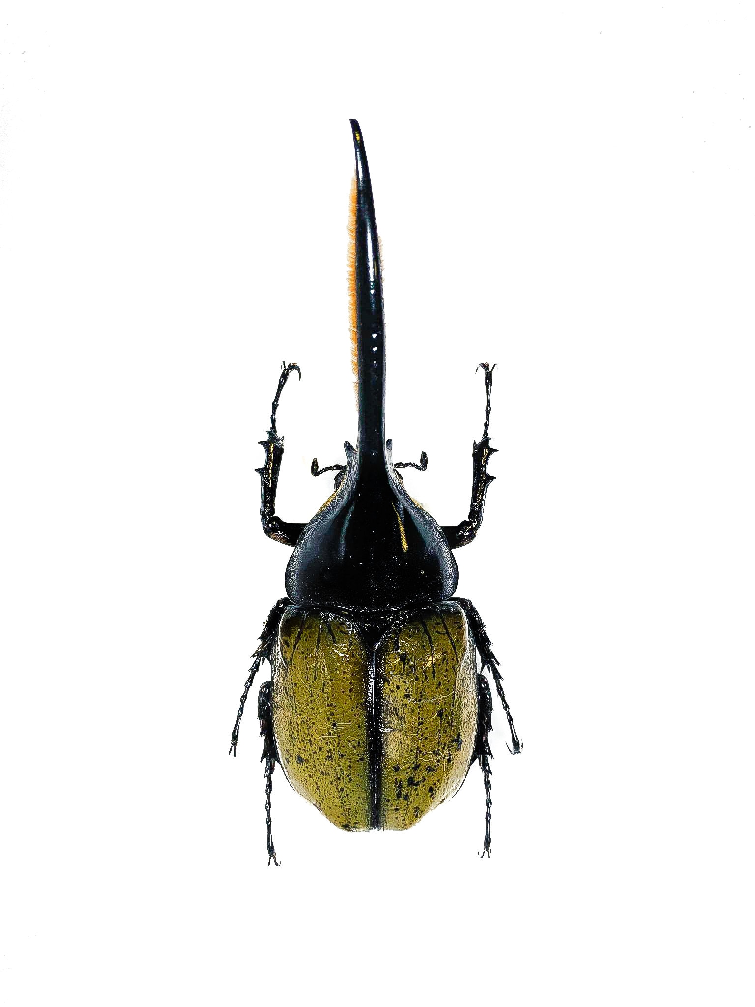 ヘルクレスオオカブト 標本 (Dynastes hercules)