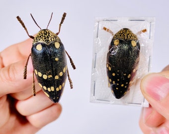 Sternocera Castanea Boucardii Real Jewel Beetle Insect Unmounted