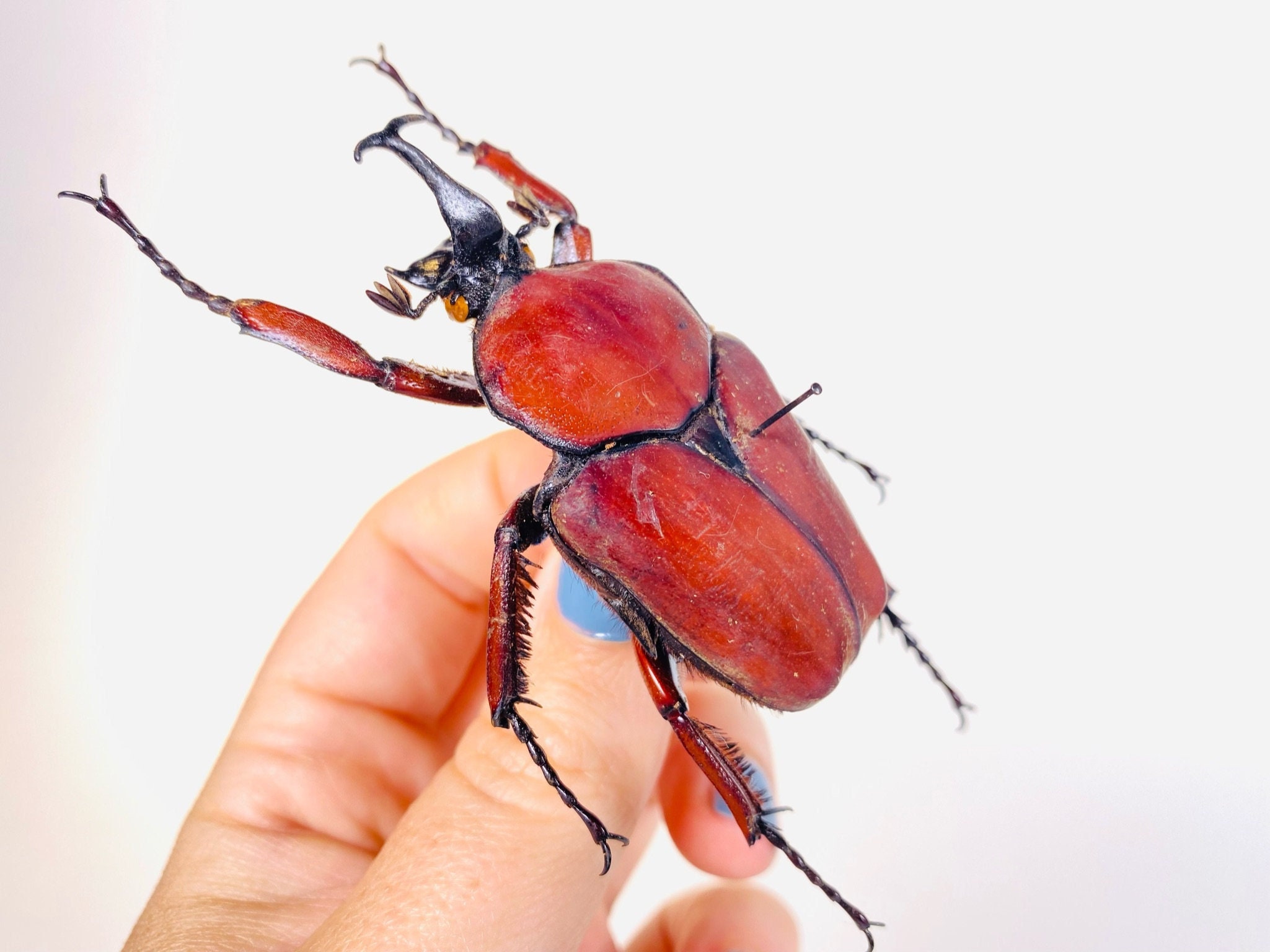 昆虫標本 ウガンダ　ウガンデンシス　4匹セット ウガンデンシスオオツノカナブン☆2令幼虫4頭セット