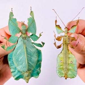 以下が含まれることがあります： 白い背景に、緑と茶色の葉虫が2匹、手で持たれている。葉虫は葉のように擬態している。
