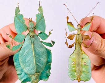 Phyllium sp Insetto fogliare vero, Indonesia - ID, esemplare per progetto artistico o opera tassidermica, 80 mm.
