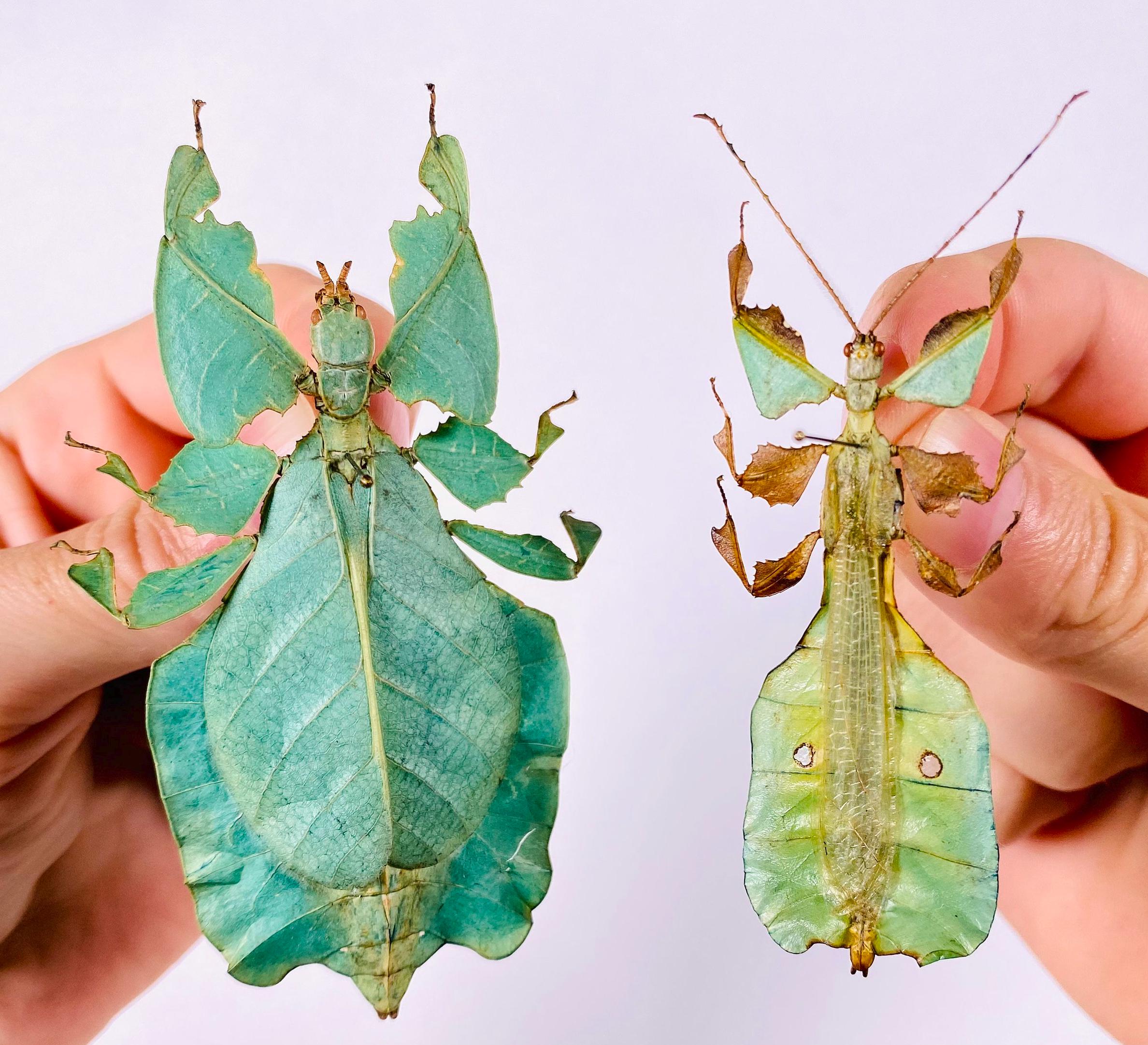 Phyllium Sp Real Leaf Insect, Indonesia - ID, Specimen for Art
