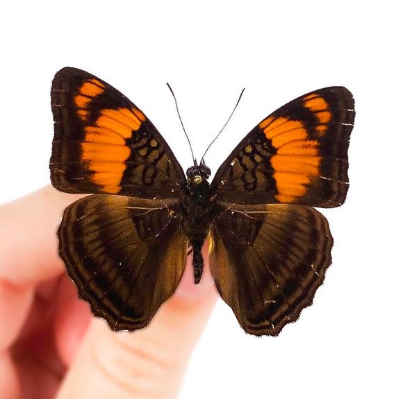 Adelpha Lara Hypsenor Peru (PE) - Wild Caught - Sister Butterfly
