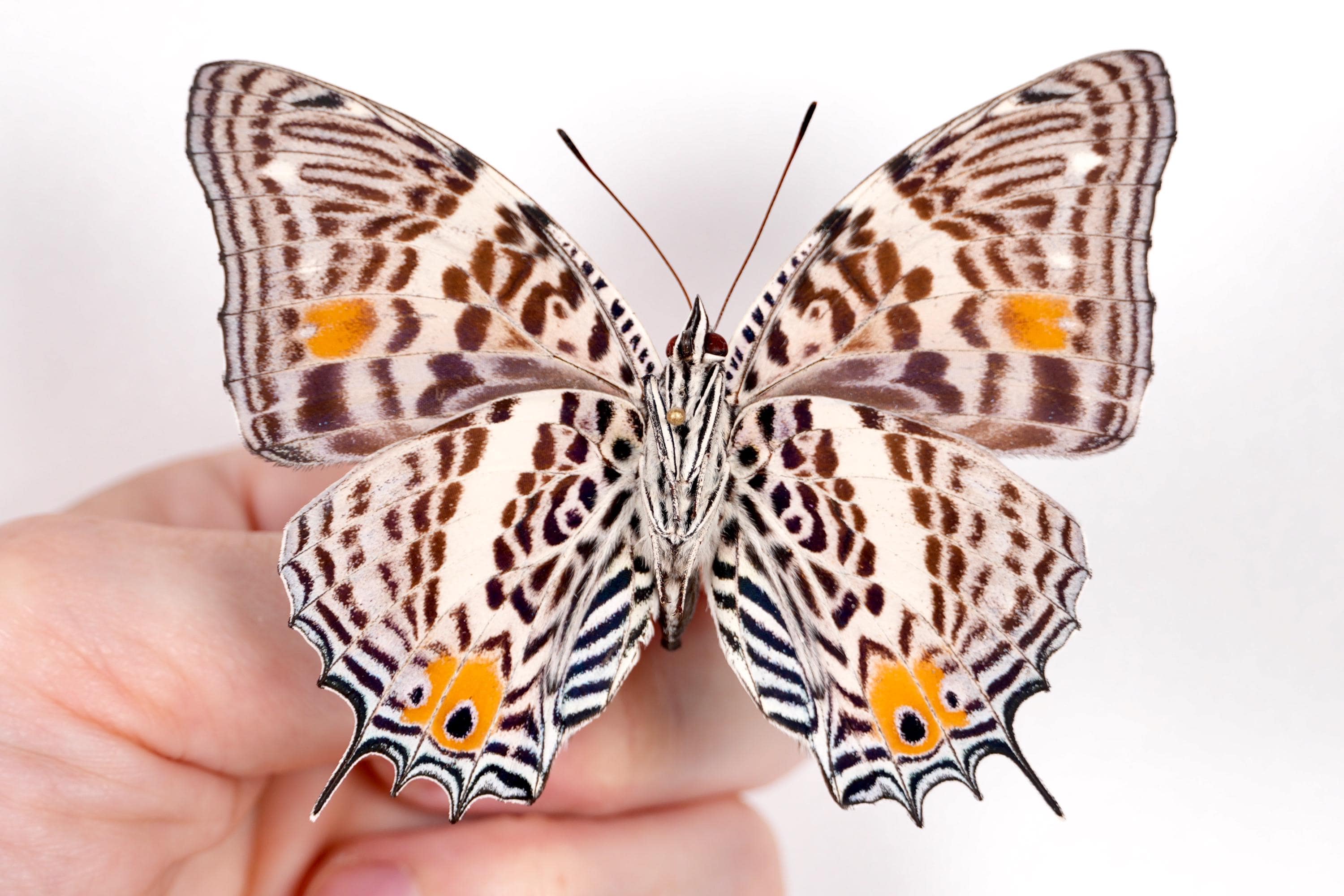 Zebra Butterfly Baeotus Baeotus, Butterfly Unmounted for Insect