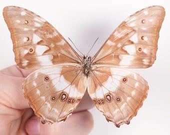 Peru Morpho absoloni　120mm very big Morpho absoloni M A1 Peru - Butterfly Art Inc.