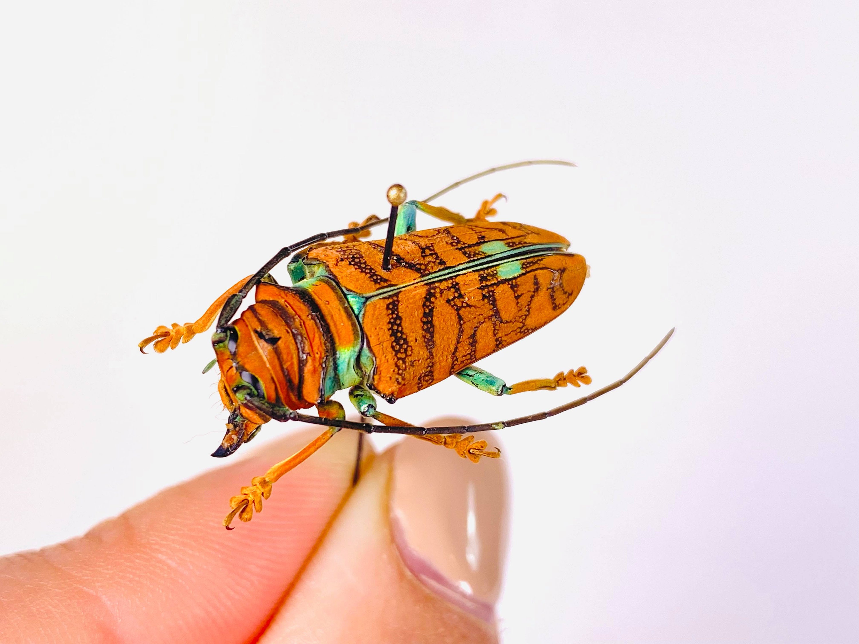 Orange Long Horned African Beetle Sternotomis Chrysopras Uganda