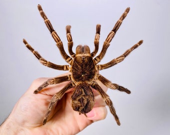 Tarantula spider, Big female, Acanthoscurria juruenicola, Unmounted arachnid for artwork or taxidermy wall art project