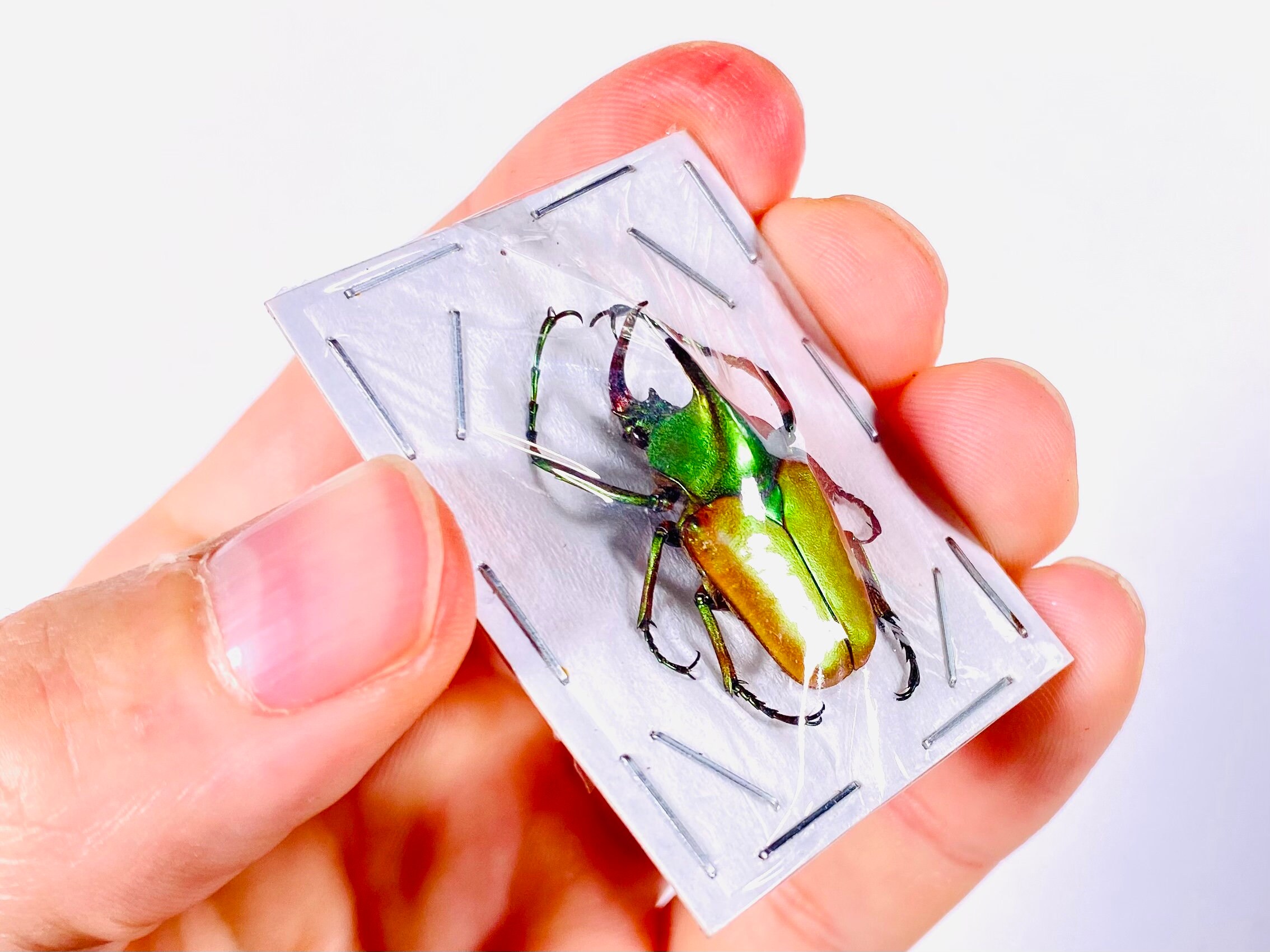 Theodosia Nobuyuki Real Shinny Metallic Flower Beetle for