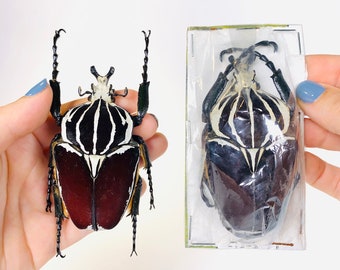 ケニア産ゴライアスオオカブト（野生捕獲） - 美術品、剥製、昆虫標本