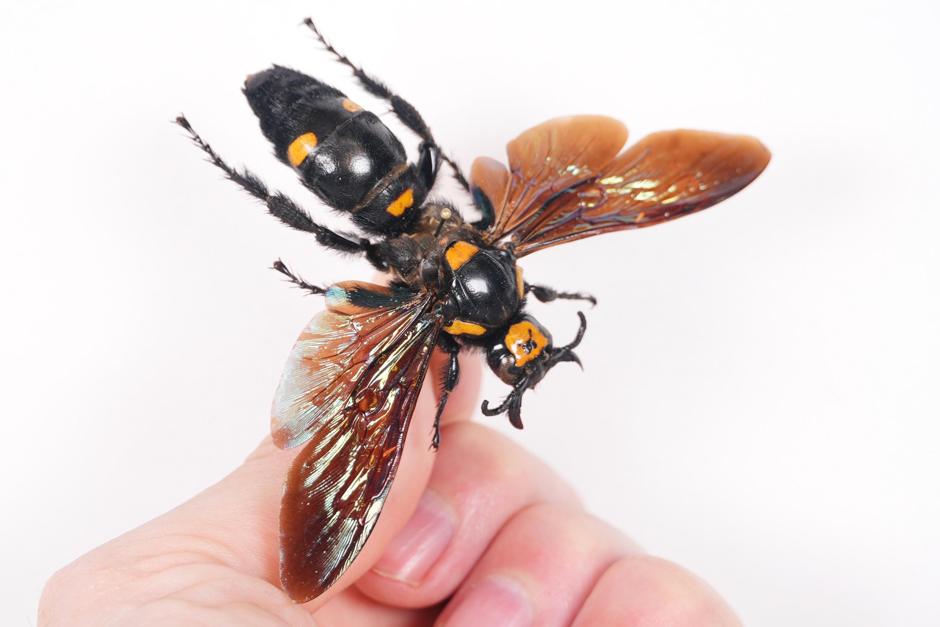Megascolia Procer Indonesia (ID) - Female of Gigantic Wasp Spread